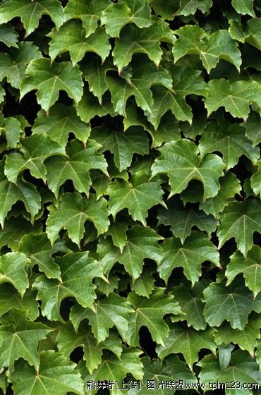  p>掌状叶是指含有5个或更多个从一点长出的小叶的复合叶. /p>