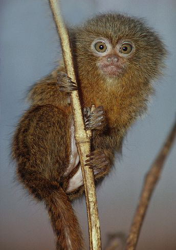  p>侏狨是生活在 a target="_blank" href="/item/南美洲/138913"