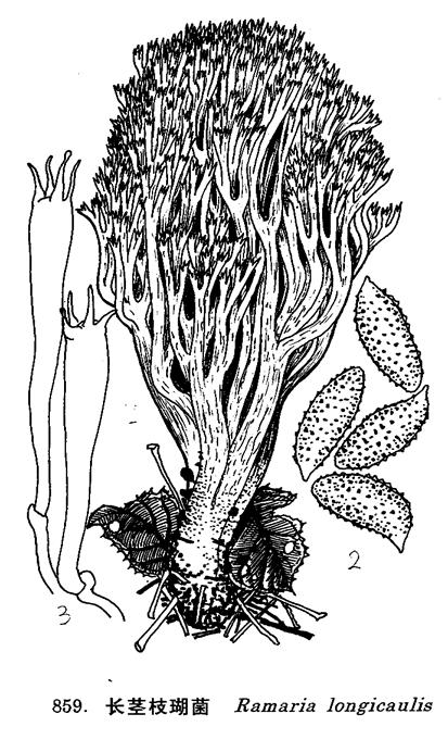 ramaria longicaulis (pk.) corner