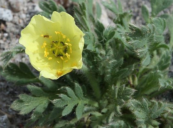  p>拉斯塔德北极罂粟,(拉丁学名:papaver radicatum laestadianum)