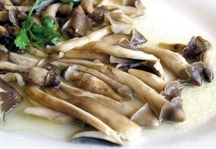 荔枝菌_百度百科