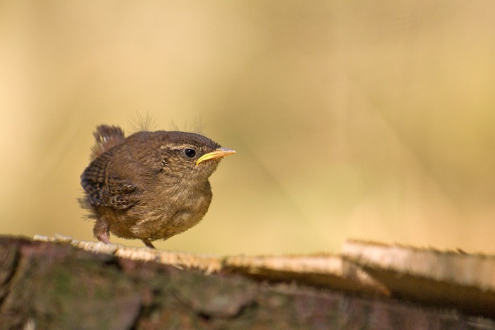  p>冬鹪鹩(学名: i>troglodytes troglodytes /i>):是一种小型 a