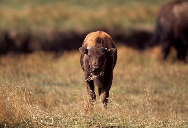  p>美洲草原野牛(学名:bison bison bison)是北美最大的哺乳类动物