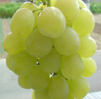 白罗莎里奥葡萄