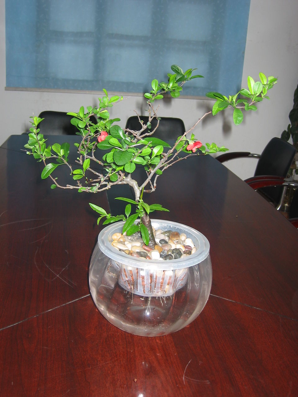 水培花卉怎么种植(水培花卉怎么种植图片)