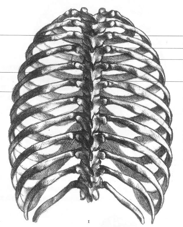  p>《艺用人体解剖学》是2010年 a target="_blank" href="/item/上海