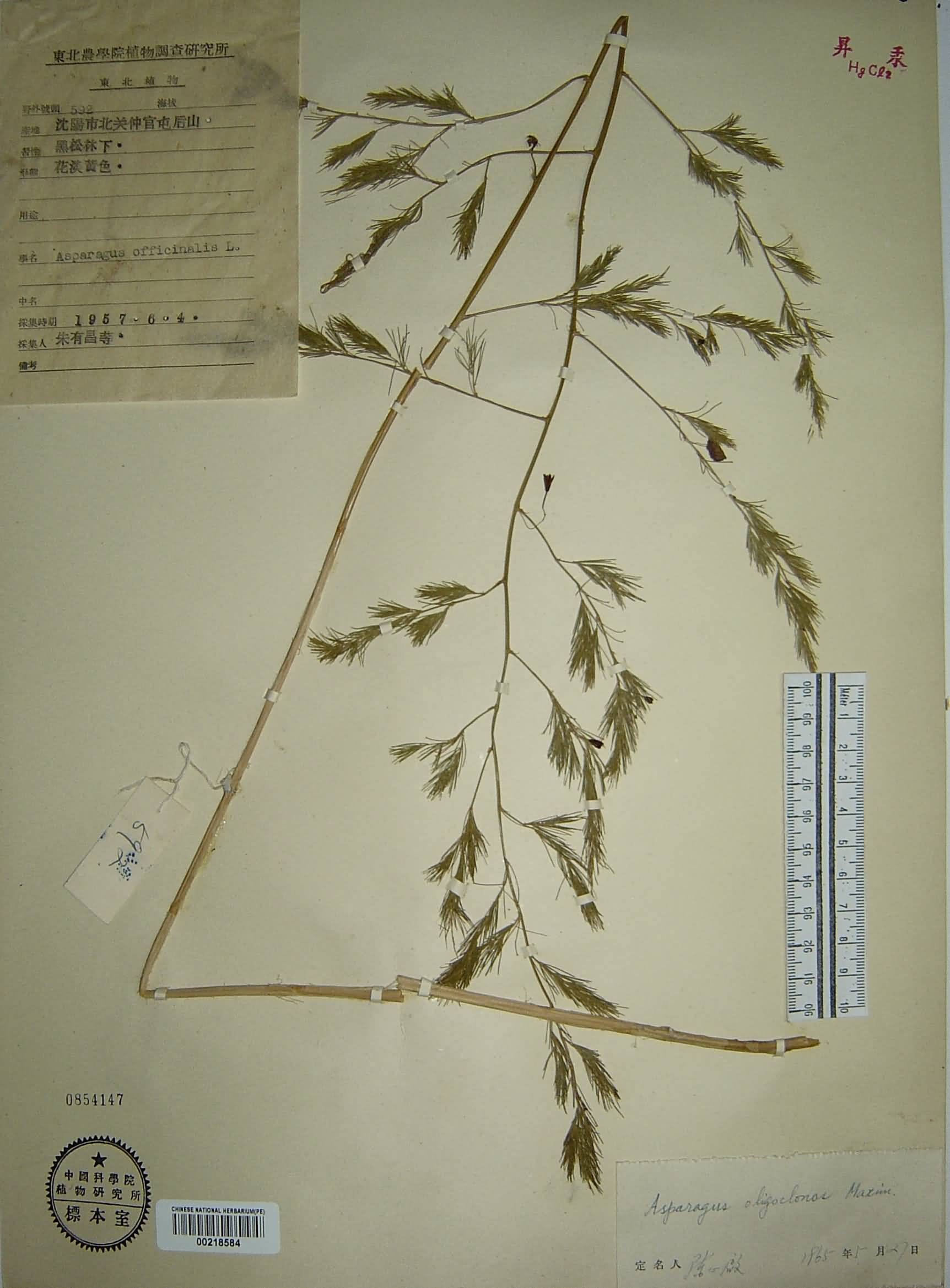  p> b>南玉带 /b>是 a href="#" data-lemmaid="6632464">天门冬科 /a