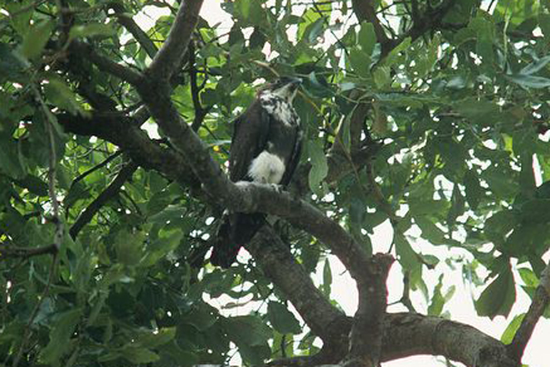  p>食蝠鸢(学名: i>machaerhamphus alcinus /i>)是一种中型 a href="