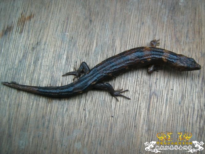  p>中国棱蜥(学名:tropidophorus sinicus)为 a href="#" data-lemma