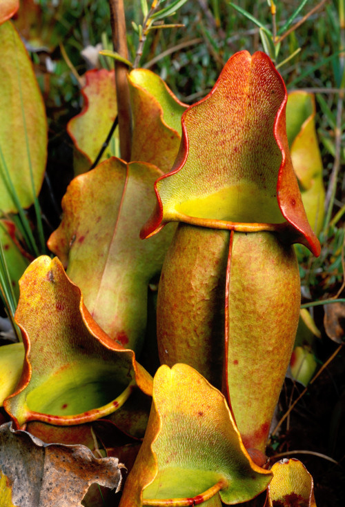 purple pitcherplant