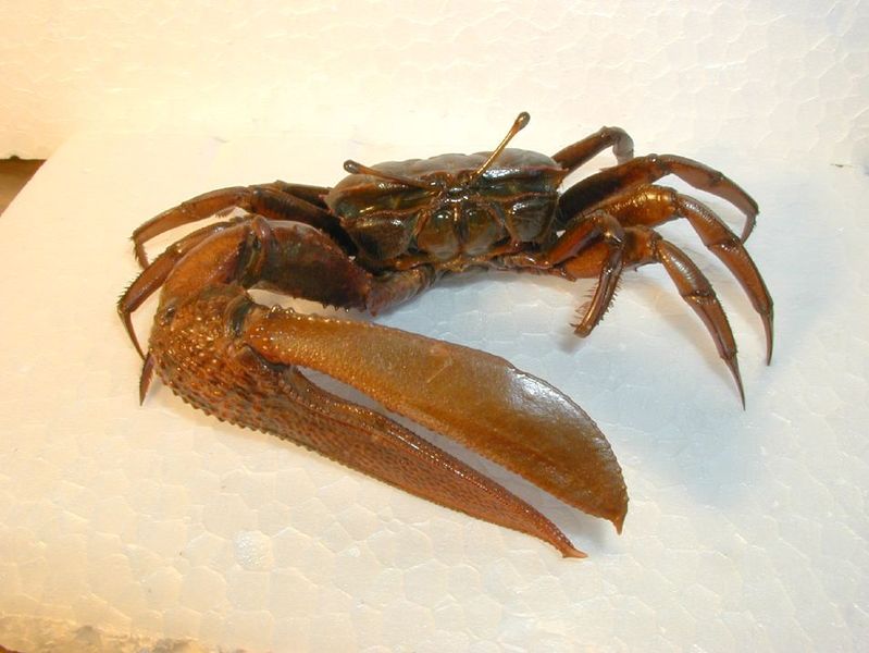 ornate fiddler crab
