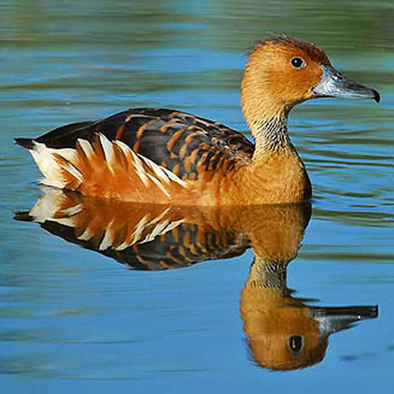  p>茶色树鸭(学名: i>dendrocygna bicolor /i>)为雁形目鸭科的 a