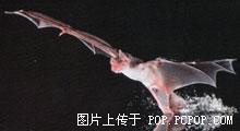  p data-id="gnvf34549t">兔唇蝠科(noctilionid