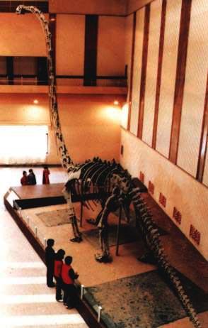 天府峨嵋龙(o.tianfuensis)