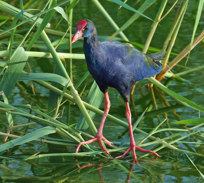  p>紫水鸡土耳其亚种(学名:porphyrio porphyrio seistanicus)是鹤形