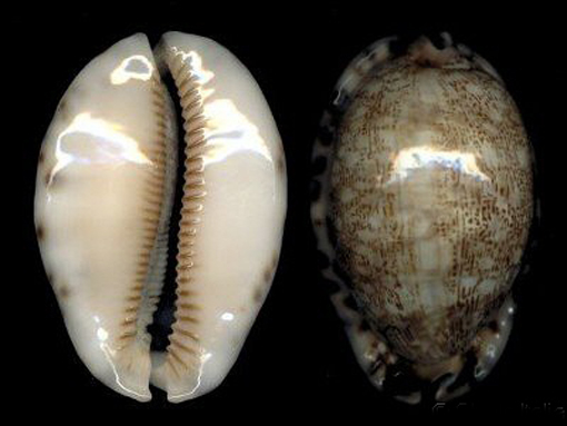  p>吉布宝螺(学名:mauritia arabica gibba)是 a