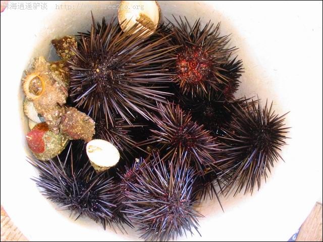 sea urehins