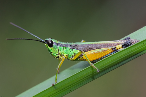  p>青脊竹蝗, i>ceracris nigricornis  /i>walker,是直翅目 a href="