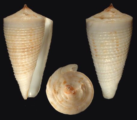kioconus tribblei tribblei