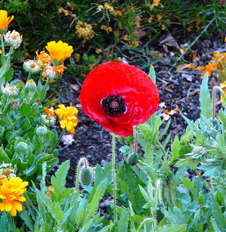 flanders field poppy
