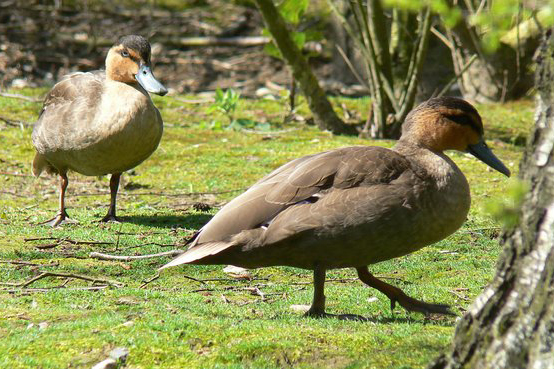  p>棕颈鸭(学名: i>anas luzonica /i>)属鸭科 a target="_blank"