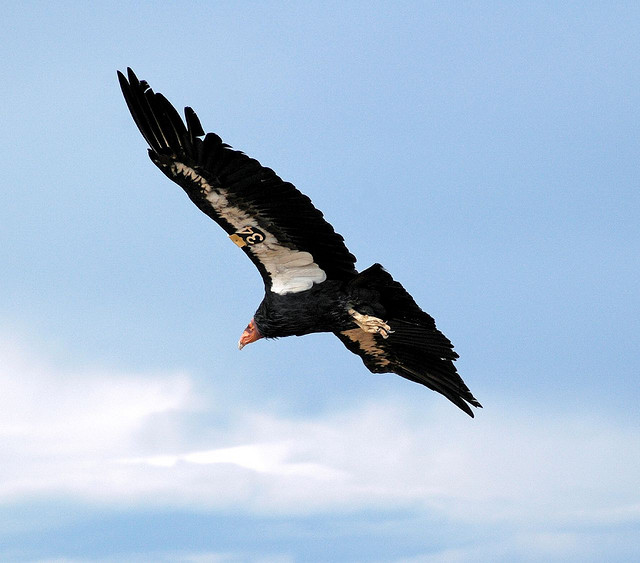  p>美国加州秃鹰是 a target="_blank" href="/item/北美/10447373"