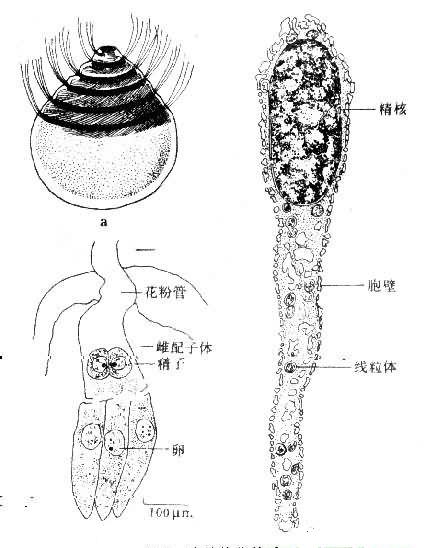 精子(sperm),分动物精子与植物精子
