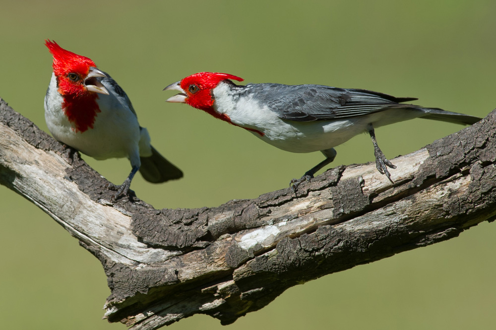  p>冠红蜡嘴鹀(paroaria coronata),又名冠红蜡嘴雀,是一种裸鼻雀.