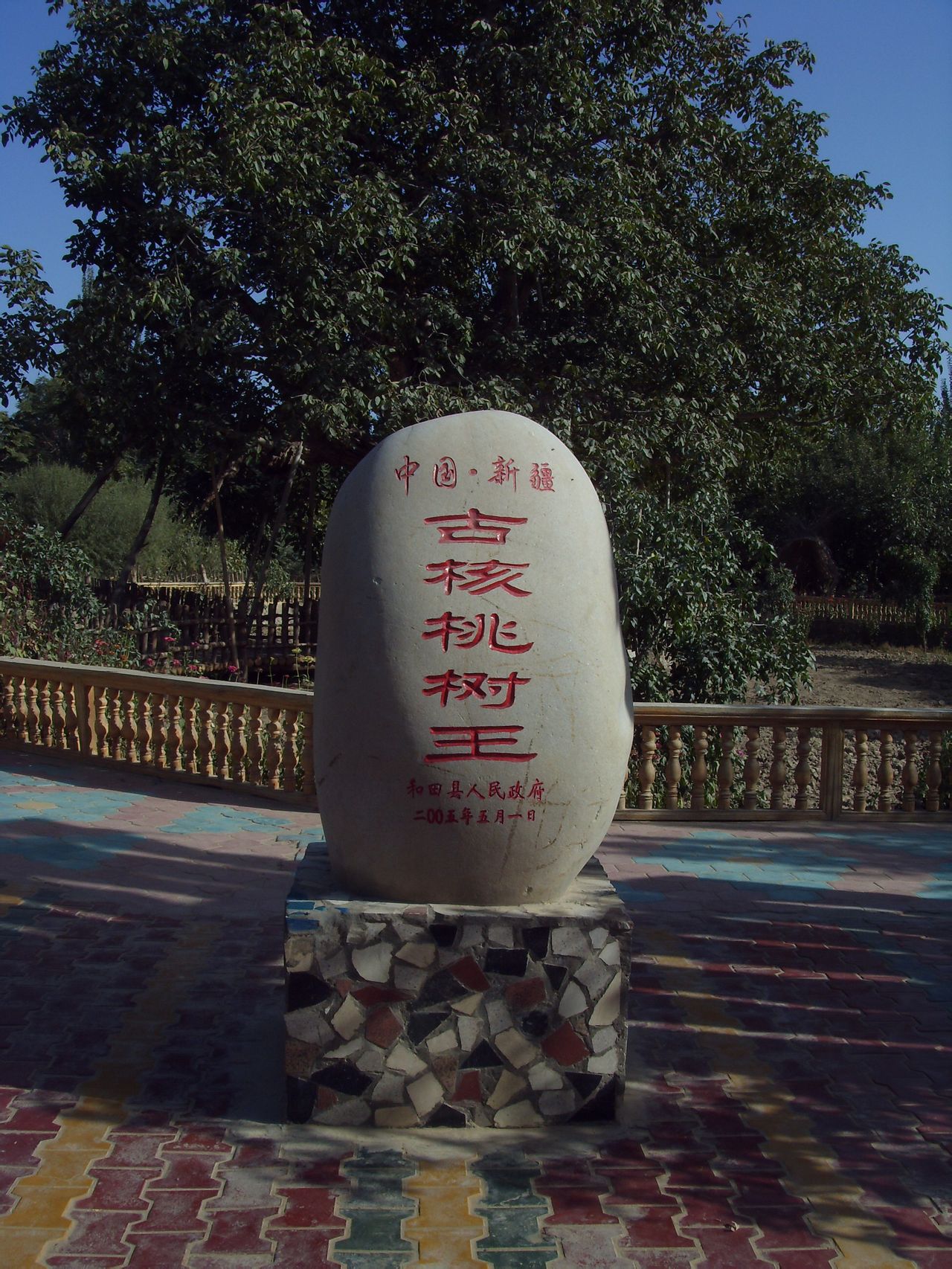 和田古核桃树王