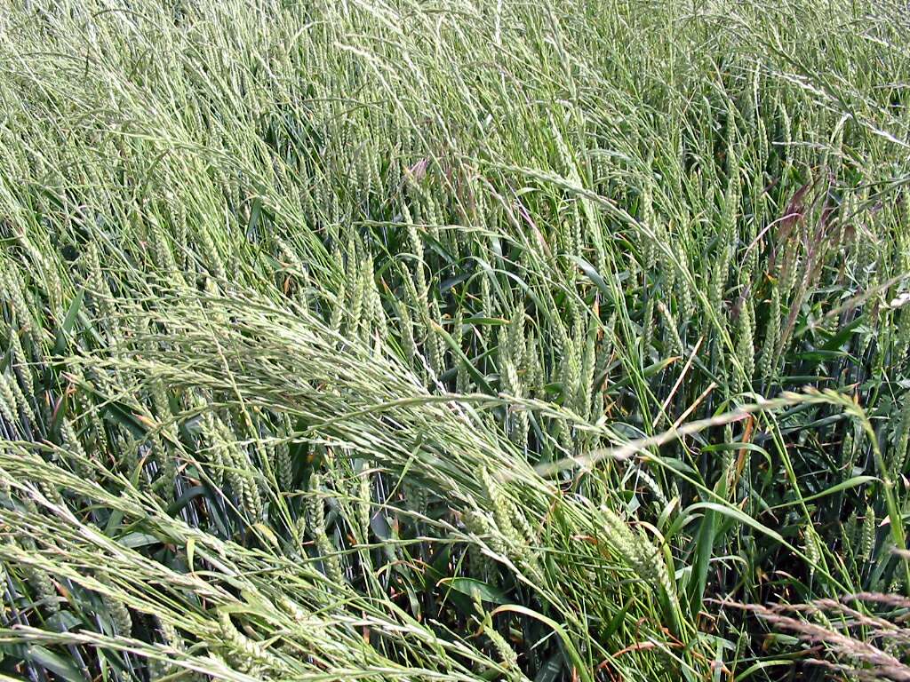 elytrigia repens (l.) nevski