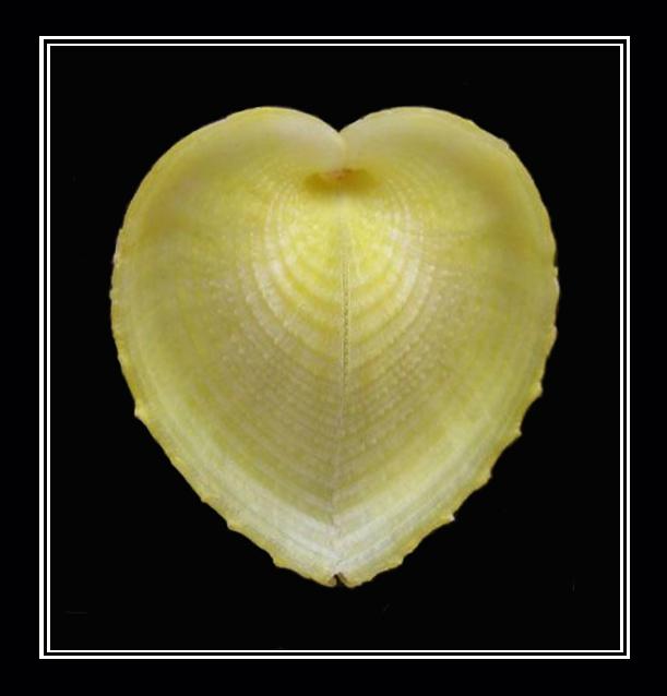 瓣上有呈放射状的罗纹和同心折皱. /p>