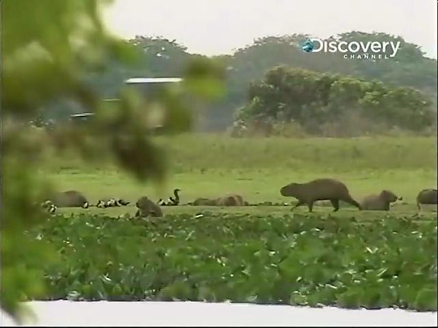  p>片 名:挑战大森蚺 /p> p>类 型:纪录片 /p> p>地 区:美国 /p> p>年