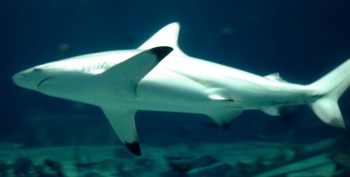  p>侧条真鲨(学名: i>carcharhinus limbatus /i>)是真鲨科,真鲨属的