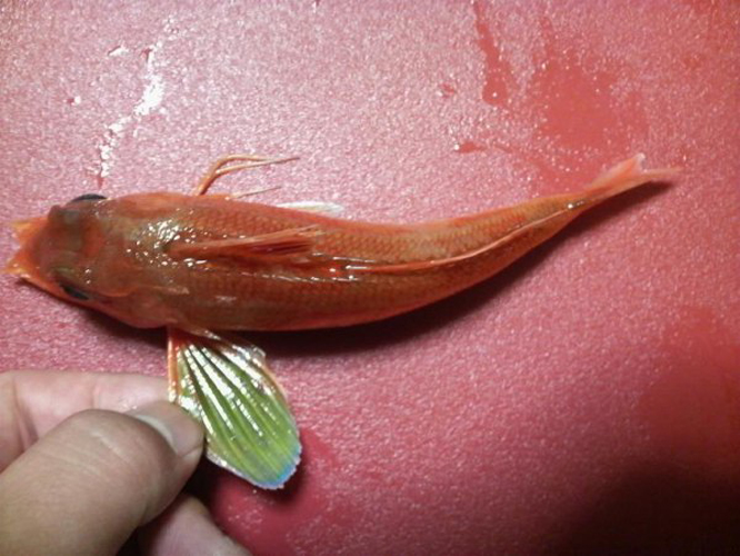  p>翼红娘鱼又称 a href="#" data-lemmaid="6082740">红双角鱼 /a>