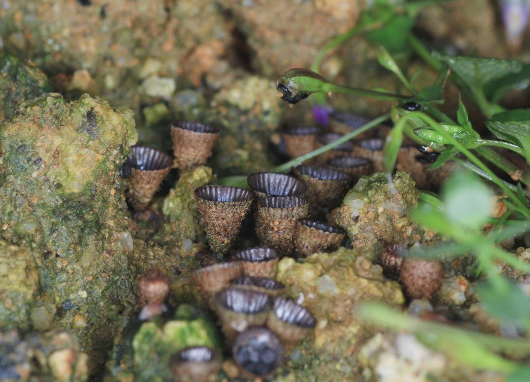  p>隆纹黑蛋巢菌,(学名:cyathus striatus willd),子实体小,包被杯状