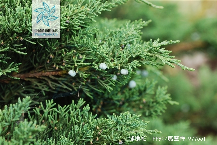 sabina procumbens (endl.) iwata et kusaka