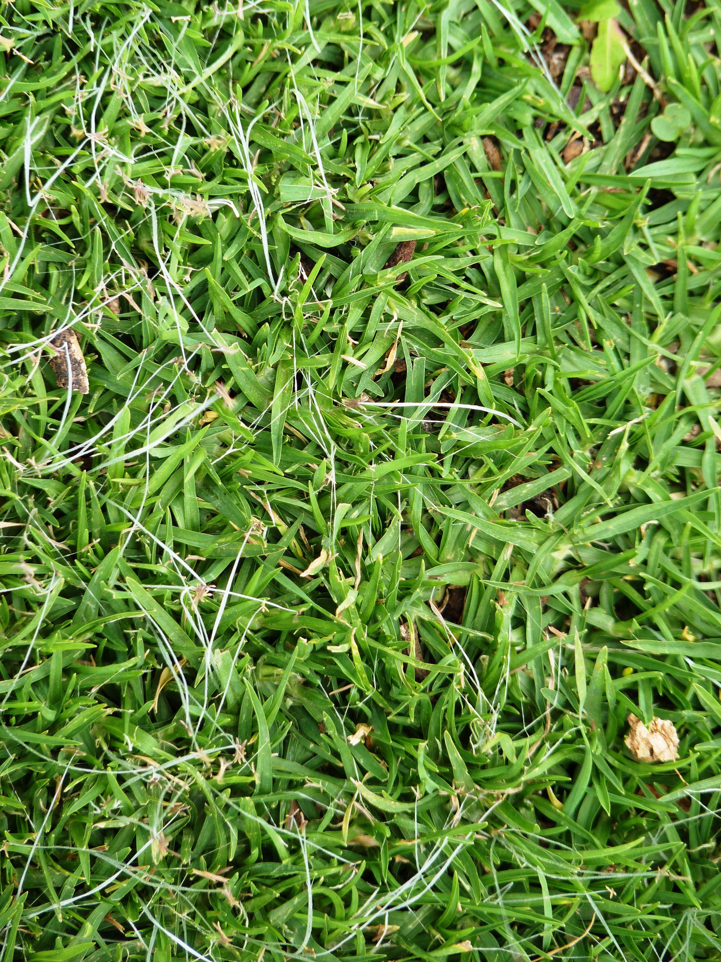  p>铺地狼尾草(学名: i>pennisetum /i>  i>clandestinum /i> hochst.