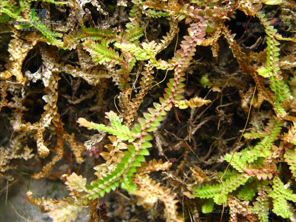  p>异穗卷柏,中药名.