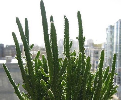  p>麒麝冠,别称 a target="_blank" href="/item/麒麟冠/7750806"