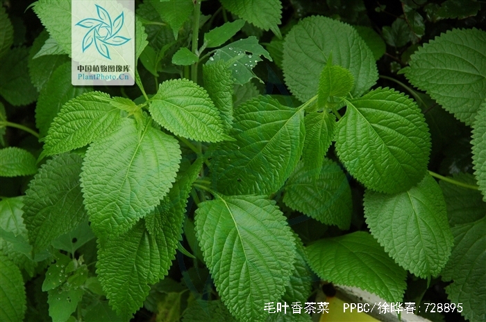 hara)是唇形科,香茶菜属植物.