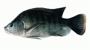 >(iclarm)等机构通过对四个非洲原产地直接引进的尼罗罗非鱼品系(埃及