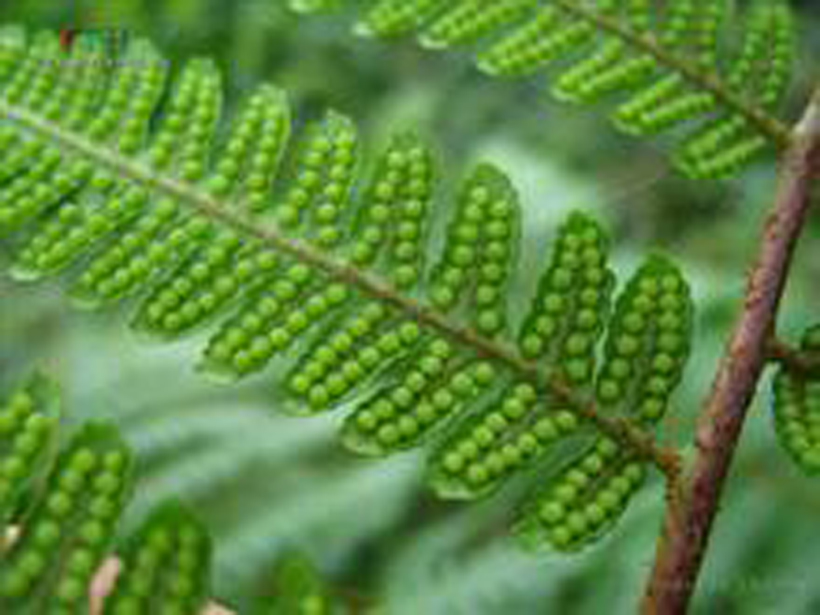  p>小黑桫椤(学名: i>alsophila metteniana /i> hance)是桫椤科,桫椤