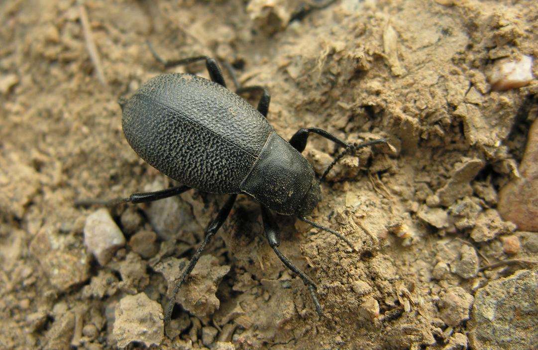  p>拟步甲科是属昆虫纲鞘翅目中的一科,世界性分布,以沙漠干旱地区多