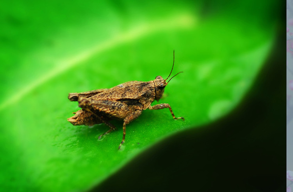 直翅目(orthoptera)