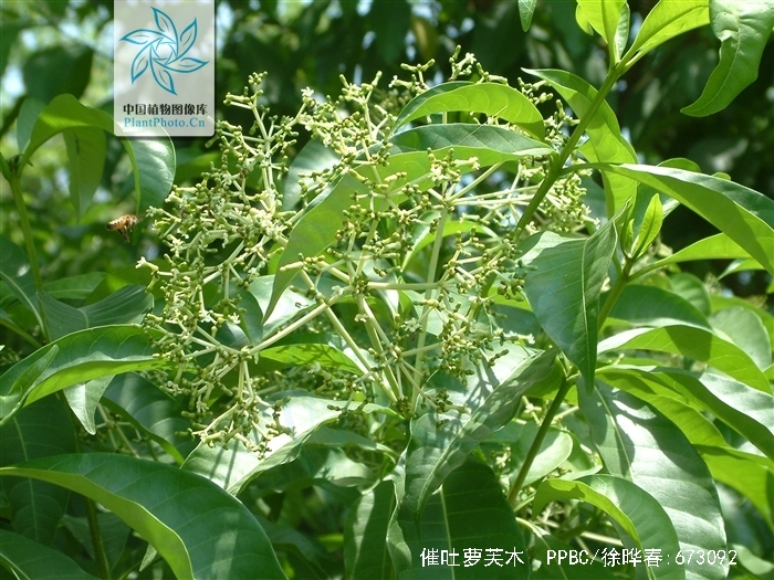  p>催吐萝芙木(学名: i>rauvolfia vomitoria /i> afzel.