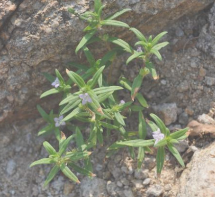  p>纤花耳草,中药名.