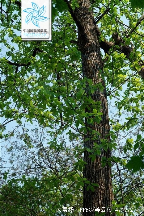  p>大青杨(学名: i>populus ussuriensis /i> kom.)是杨柳科杨属植物.