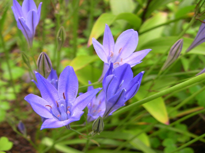 herb), a target="_blank" href="/item/石蒜科/1839588" data