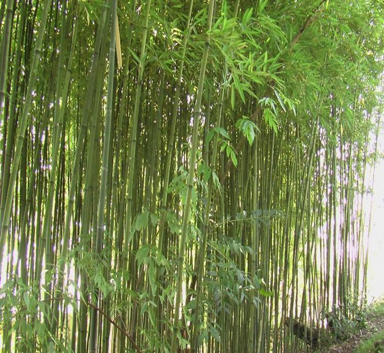  p>青皮竹(学名: i>bambusa textilis /i> mcclure)是禾本科,簕竹属