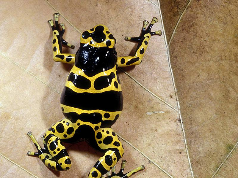  p>蟾舌为 a target="_blank" href="/item/蟾蜍科/2334871" data